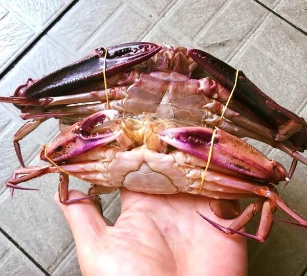 Ghẹ mắt dài