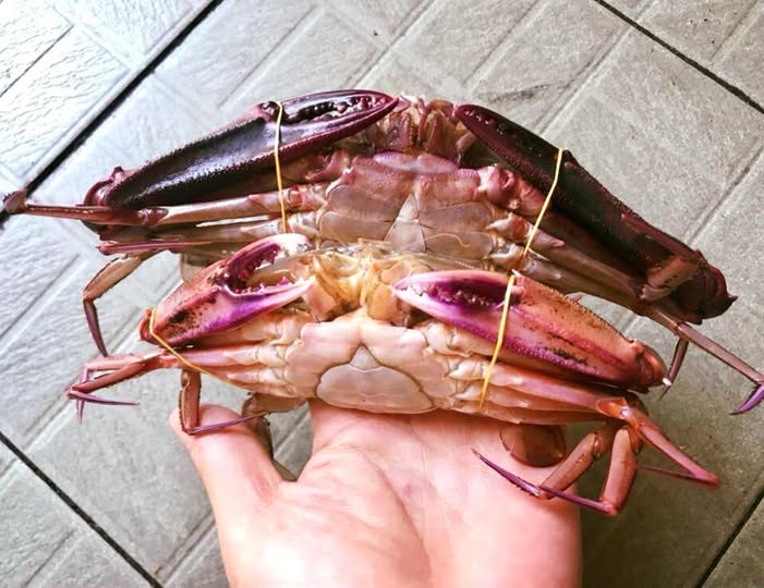 Ghẹ mắt dài