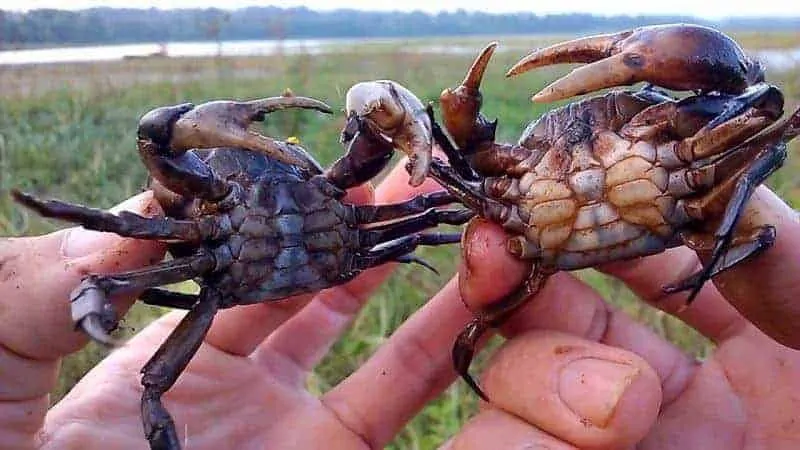 Mô hình nuôi cua đồng