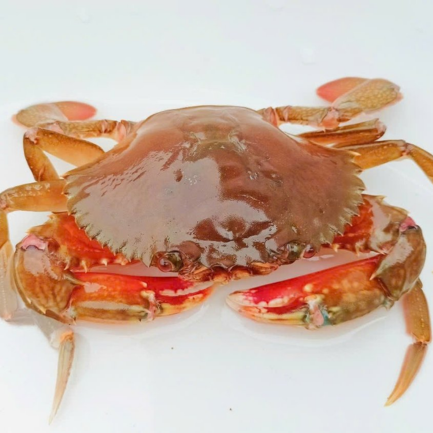 Cua biển đỏ sản phẩm