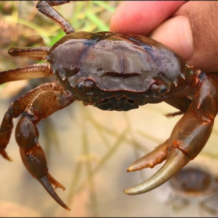 Cua đồng sản phẩm