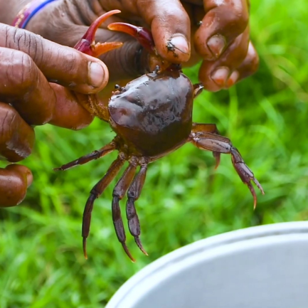 Cua đồng sản phẩm