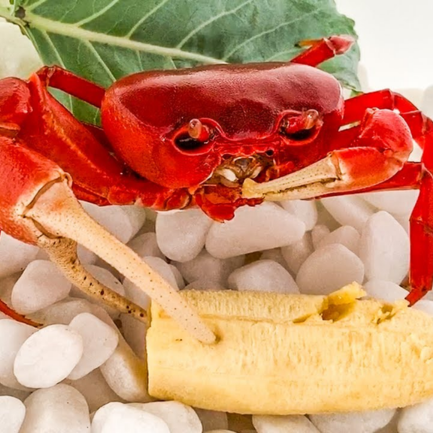 Cua ma cà rồng - Ảnh 2