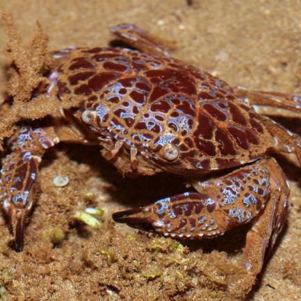 Cua mặt quỷ - Ảnh 2