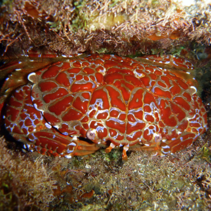 Cua mặt quỷ sản phẩm