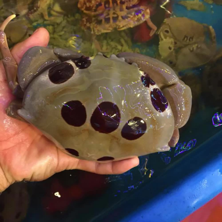 Cua mặt trăng - Ảnh 2