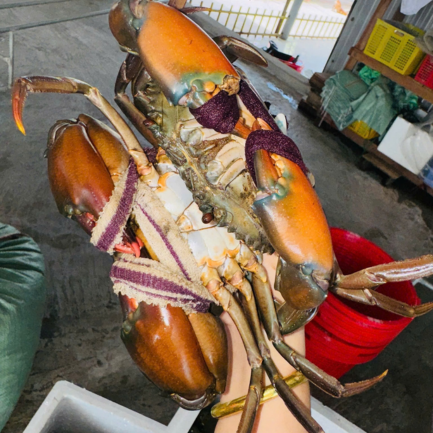 Cua rừng - Ảnh 2