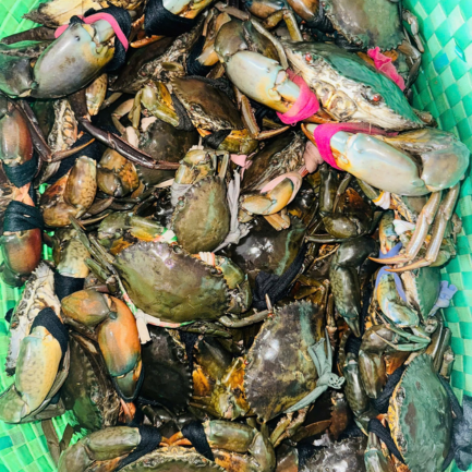 Cua rừng - Ảnh 3