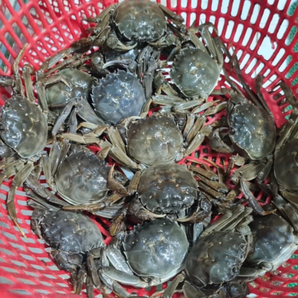 Cua sông sản phẩm