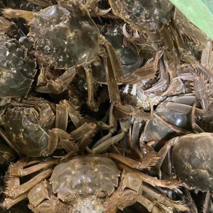 Cua sông sản phẩm