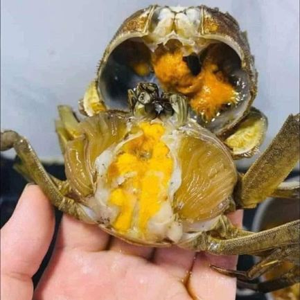 Cua sông sản phẩm