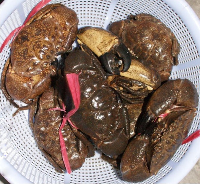 Chuẩn bị cua đá
