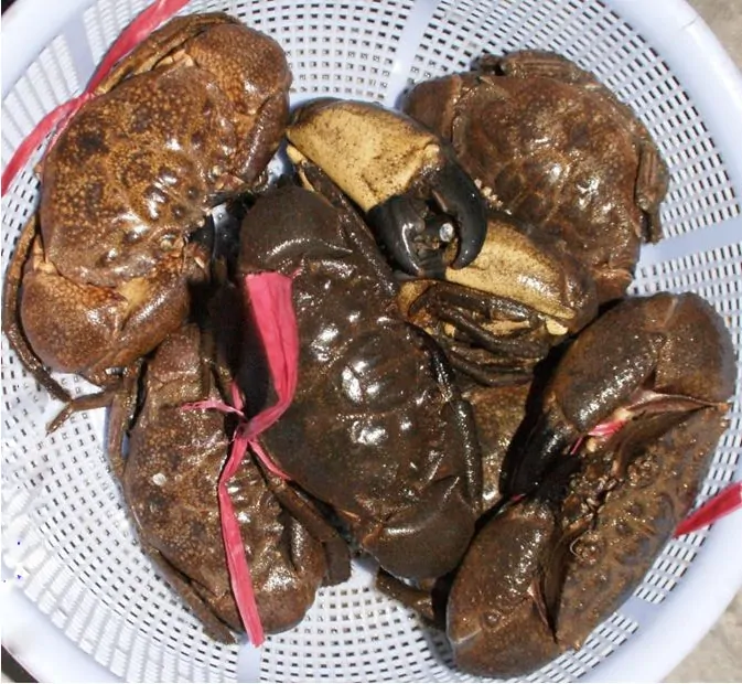 Chuẩn bị cua đá