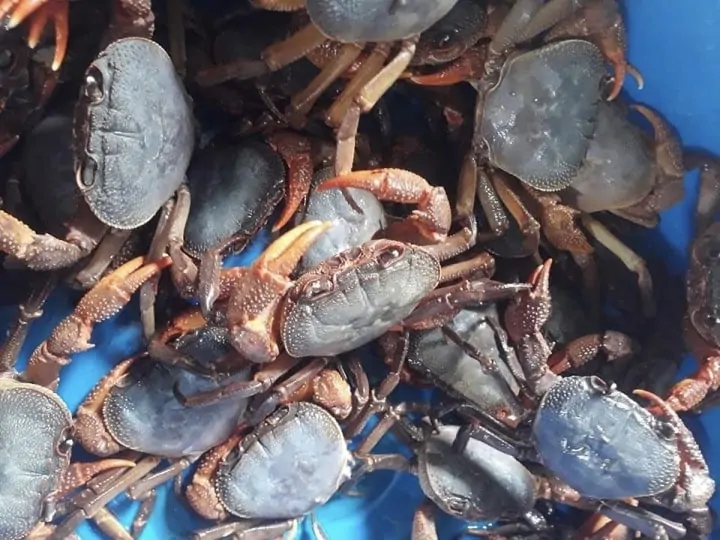 Chuẩn bị cua đá