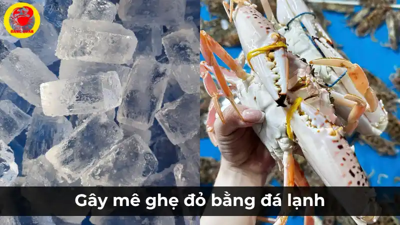 Bảo quản ghẹ đỏ sống bằng đá lạnh để gây mê