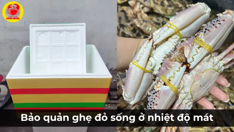 Bảo quản ghẹ đỏ sống ở nhiệt độ mát