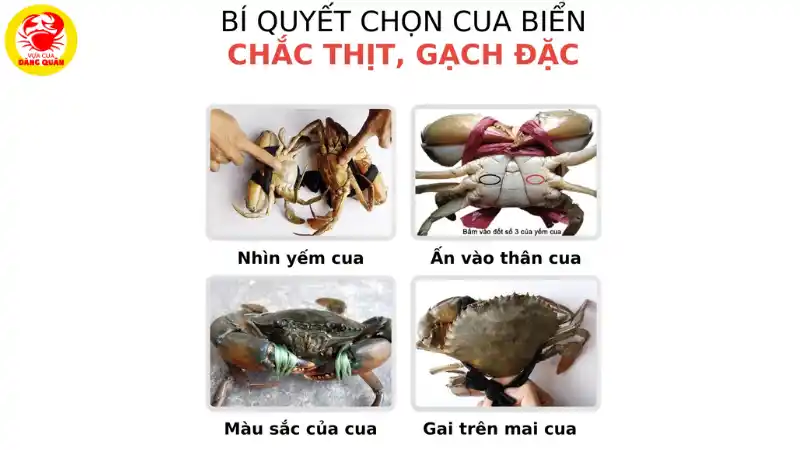 Bí quyết chọn cua ngon chuẩn chuyên gia – Hướng dẫn chi tiết từ Vựa Cua Đăng Quân