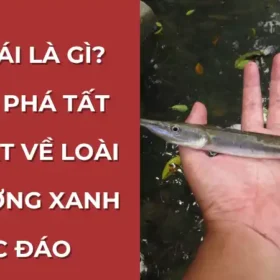 Cá nhái là gì - Khám phá tất tần tật về loài cá xương xanh đặc trưng