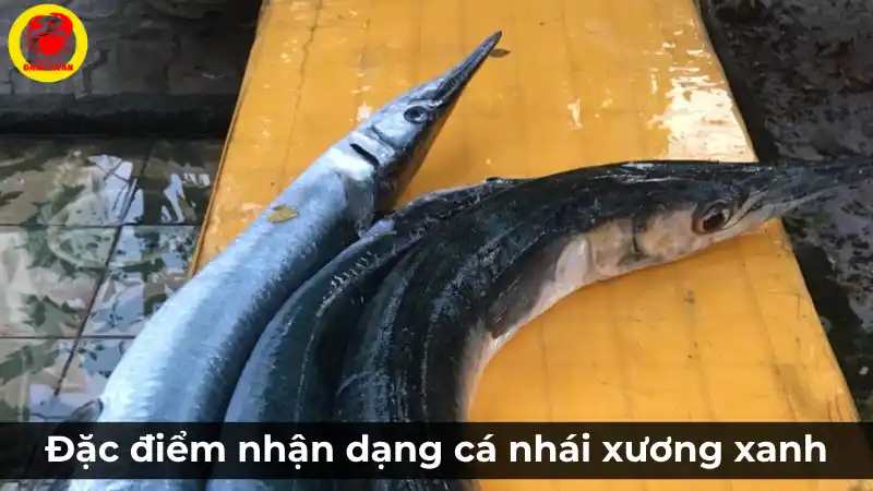 Hình ảnh nhận dạng cá nhái xương xanh tươi sống, thân dài và có mõm nhọn đặc trưng