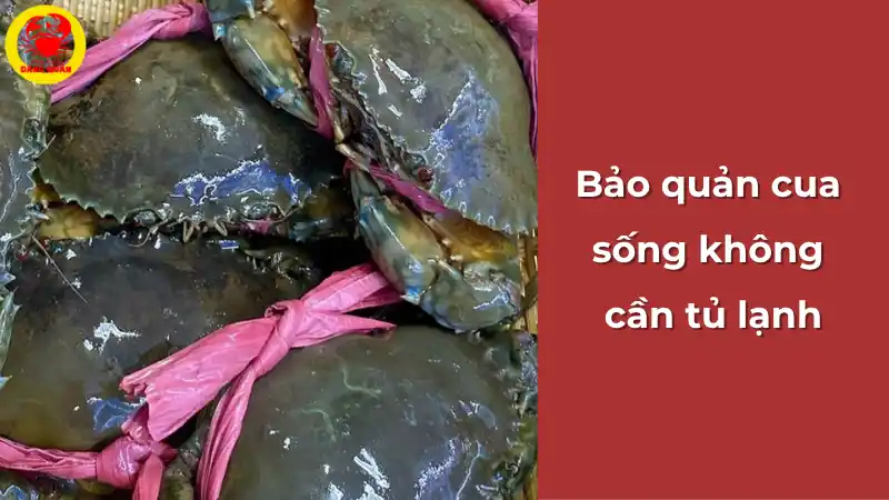 Cách bảo quản cua sống bằng khăn ẩm không cần tủ lạnh – Vựa Cua Đăng Quân