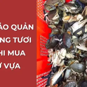 Cách bảo quản cua sống khi mua về từ vựa – Giữ cua tươi lâu tại nhà