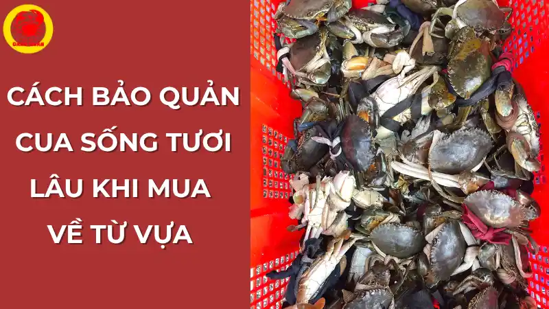 Cách bảo quản cua sống khi mua về từ vựa – Giữ cua tươi lâu tại nhà