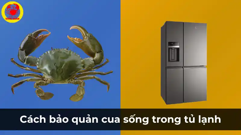 Cách bảo quản cua sống trong tủ lạnh qua đêm – Vựa Cua Đăng Quân
