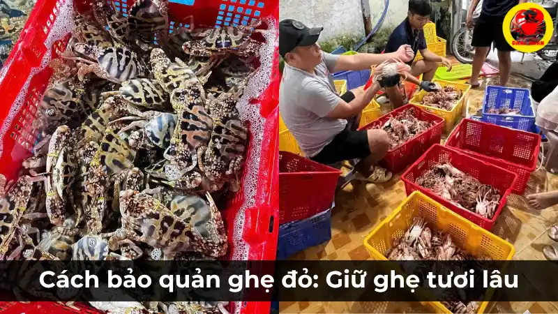Cách bảo quản ghẹ đỏ giúp giữ ghẹ tươi lâu