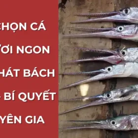 Hướng dẫn cách chọn cá nhái tươi ngon "bách phát bách trúng" theo bí quyết từ chuyên gia Vựa Cua Đăng Quân