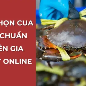 Cách chọn cua Cà Mau ngon khi đặt online tại Vựa Cua Đăng Quân