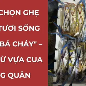 Hướng dẫn cách chọn ghẹ xanh tươi ngon từ một rổ ghẹ sống chất lượng tại Vựa Cua Đăng Quân.