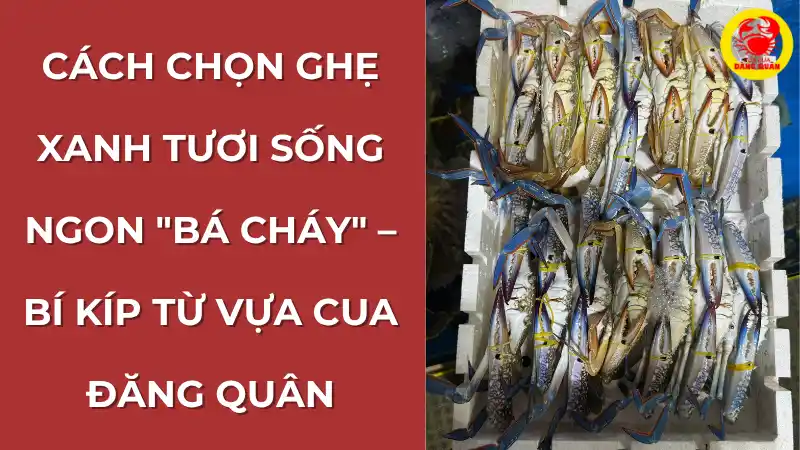 Hướng dẫn cách chọn ghẹ xanh tươi ngon từ một rổ ghẹ sống chất lượng tại Vựa Cua Đăng Quân.