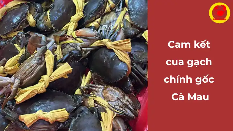Cam kết chất lượng cua gạch Cà Mau tại Vựa Cua Đăng Quân