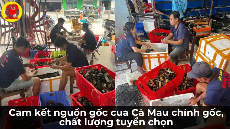 Cam kết nguồn gốc cua Cà Mau rõ ràng tại Vựa Cua Đăng Quân