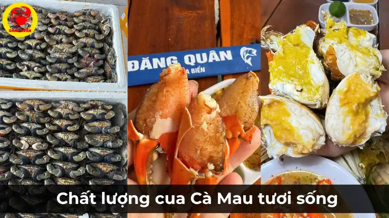 Chất lượng cua Cà Mau tươi sống tại Vựa Cua Đăng Quân – Tươi rói, chắc thịt