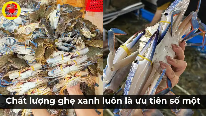 Cam kết chất lượng ghẹ xanh tươi sống hàng đầu, với những con ghẹ khỏe mạnh, chắc thịt được tuyển chọn kỹ lưỡng.