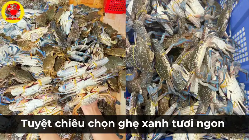 Hướng dẫn cách chọn ghẹ xanh tươi ngon từ một rổ ghẹ sống chất lượng tại Vựa Cua Đăng Quân.