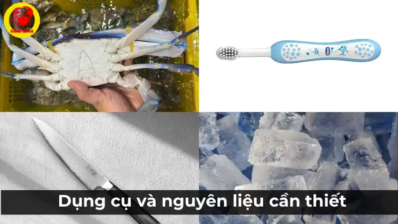 Chuẩn bị dụng cụ cần thiết để sơ chế ghẹ xanh, bao gồm ghẹ tươi sống, bàn chải và kẹp ghẹ