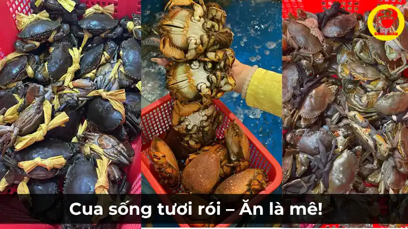 Cua sống tại Vựa Cua Đăng Quân – Tươi khỏe, chắc thịt từng con