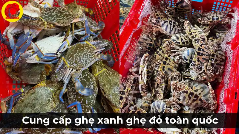 Vựa Cua Đăng Quân cung cấp đa dạng các loại ghẹ tươi sống, bao gồm ghẹ xanh và ghẹ đỏ chất lượng cao tại Cần Thơ.