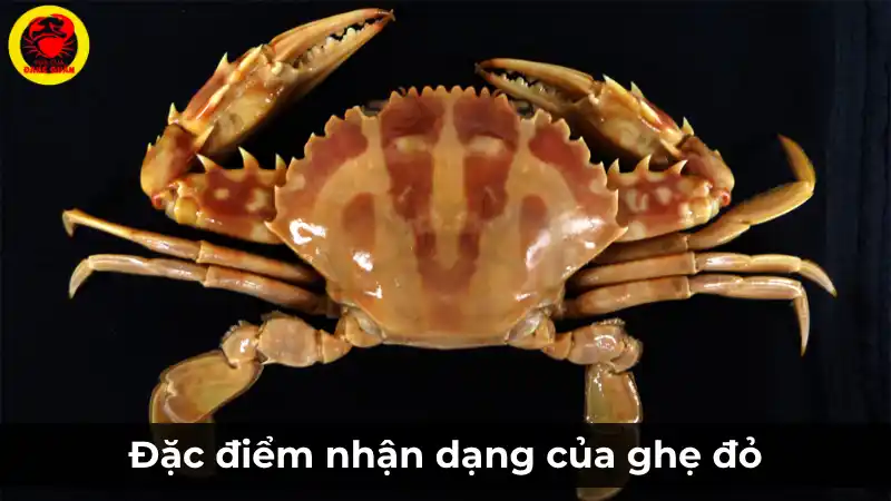 Đặc điểm nhận dạng của ghẹ đỏ