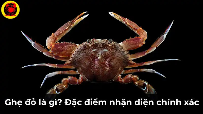 Đặc điểm nhận diện của một con ghẹ đỏ tươi sống, với toàn thân màu đỏ cam đồng nhất và cặp càng chắc khỏe