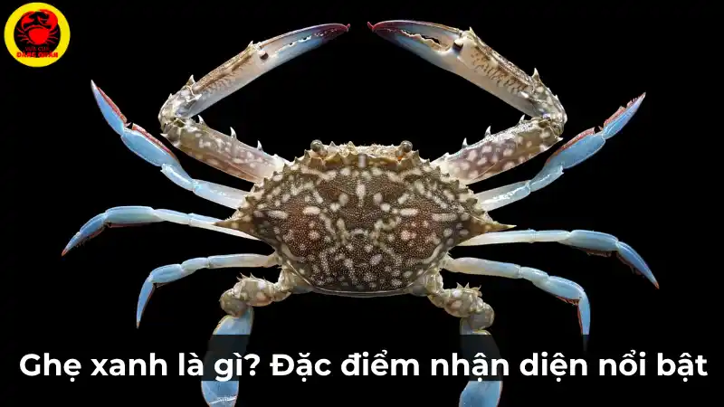 Đặc điểm nhận diện của một con ghẹ xanh tươi sống, với mai màu xanh rêu, hoa văn trắng và cặp càng dài màu xanh dương