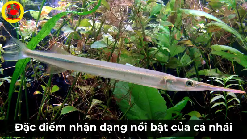 Cận cảnh đầu cá nhái với chiếc mõm dài và nhọn là đặc điểm nhận dạng nổi bật