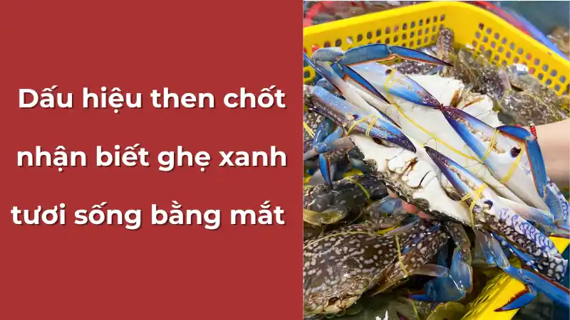 Các dấu hiệu nhận biết ghẹ xanh tươi khỏe bằng mắt thường, với màu sắc tươi sáng và hoa văn rõ nét trên mai.