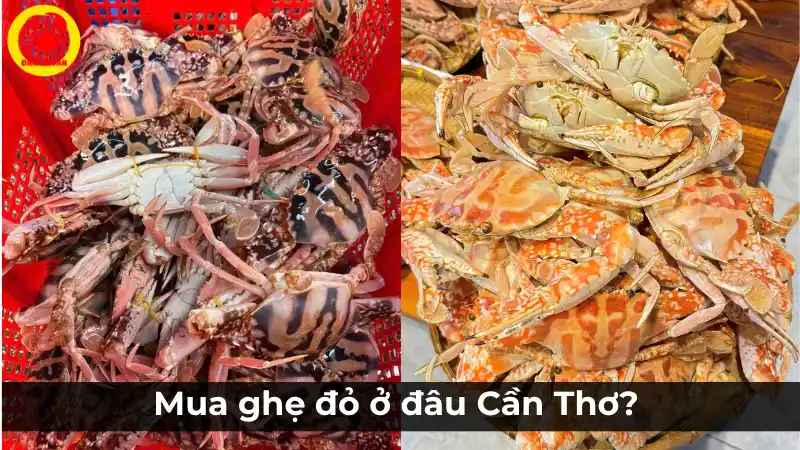 Địa chỉ uy tín mua ghẹ đỏ tươi sống tại Cần Thơ