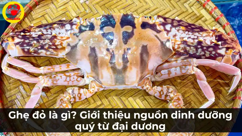 Ghẹ đỏ: Nguồn dinh dưỡng quý giá từ đại dương