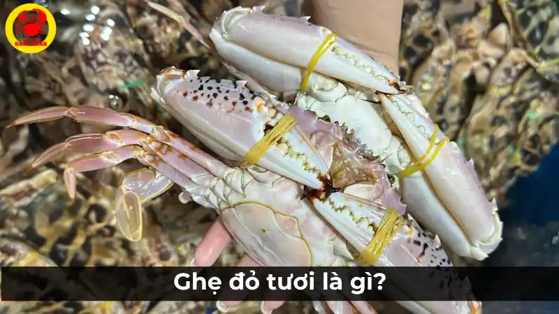 Ghẹ đỏ tươi là gì? Định nghĩa và đặc điểm.