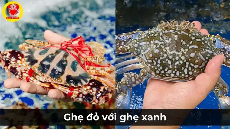 So sánh ghẹ đỏ với ghẹ xanh