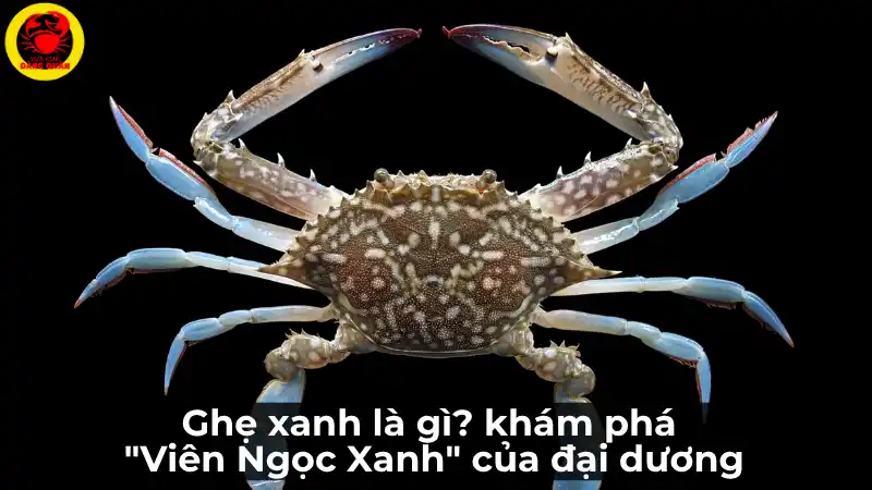 Ghẹ xanh là gì và có giá trị dinh dưỡng ra sao - hình ảnh một con ghẹ xanh tươi sống, khỏe mạnh
